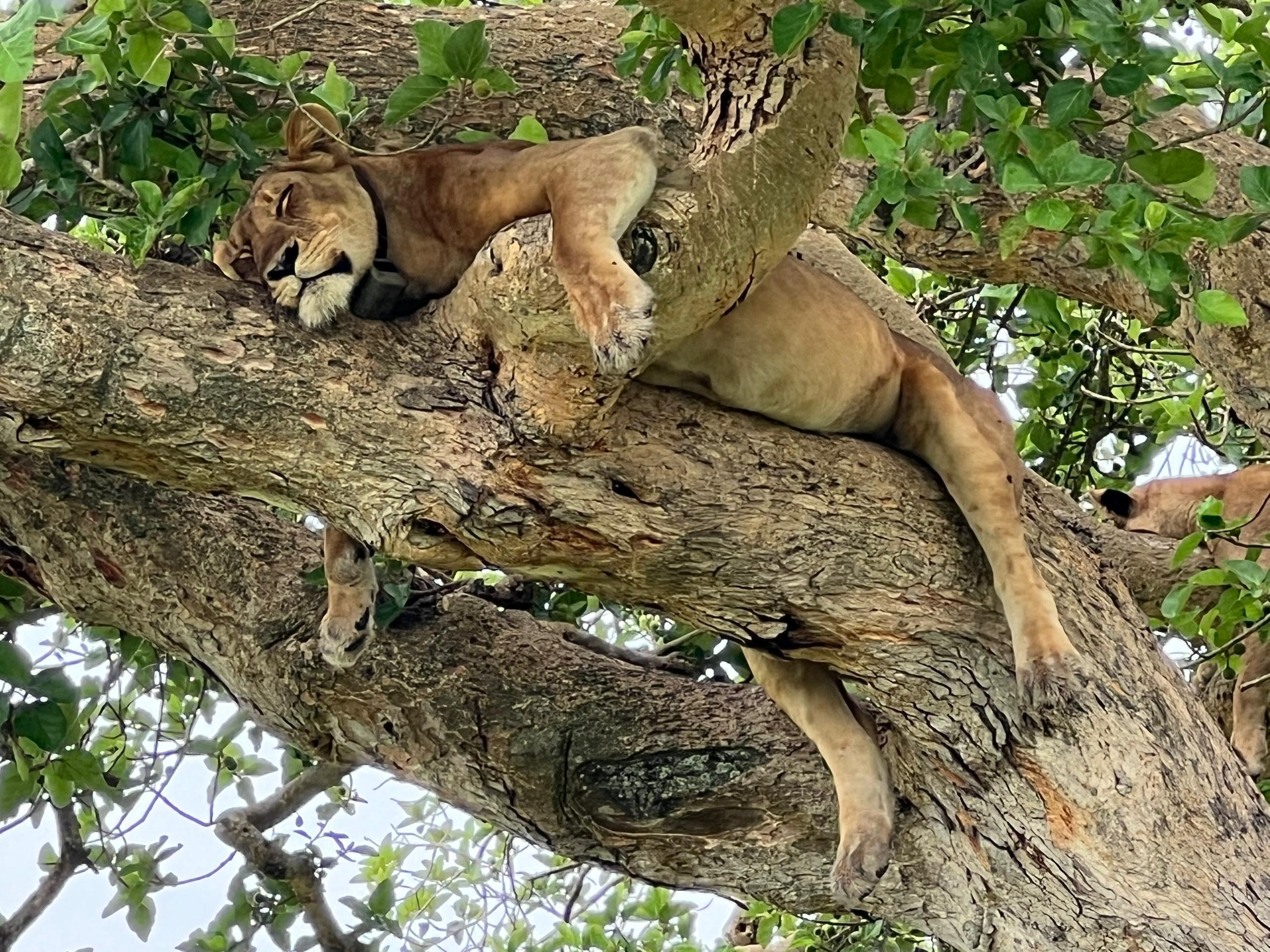 Safari