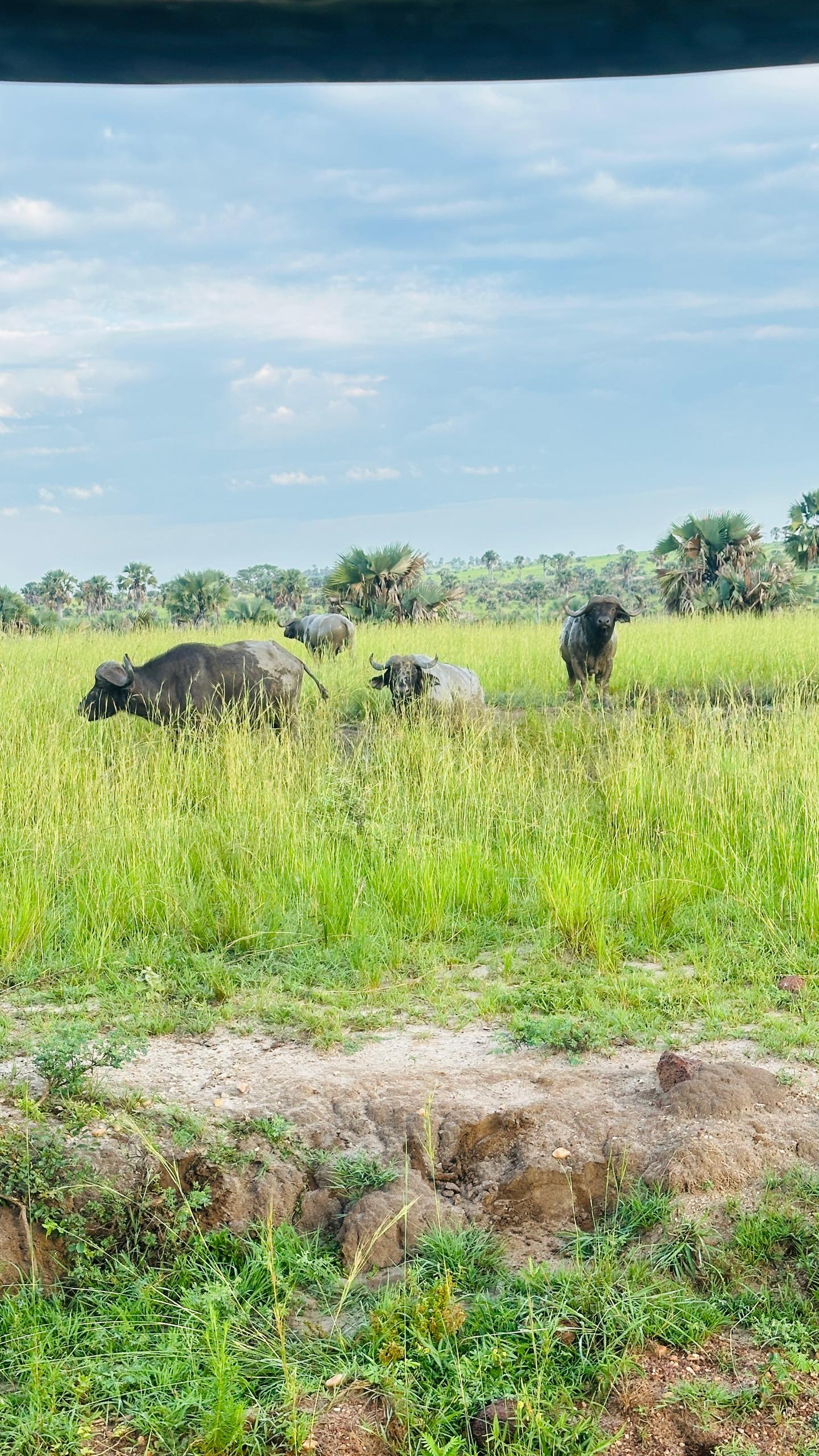 Murchison Falls