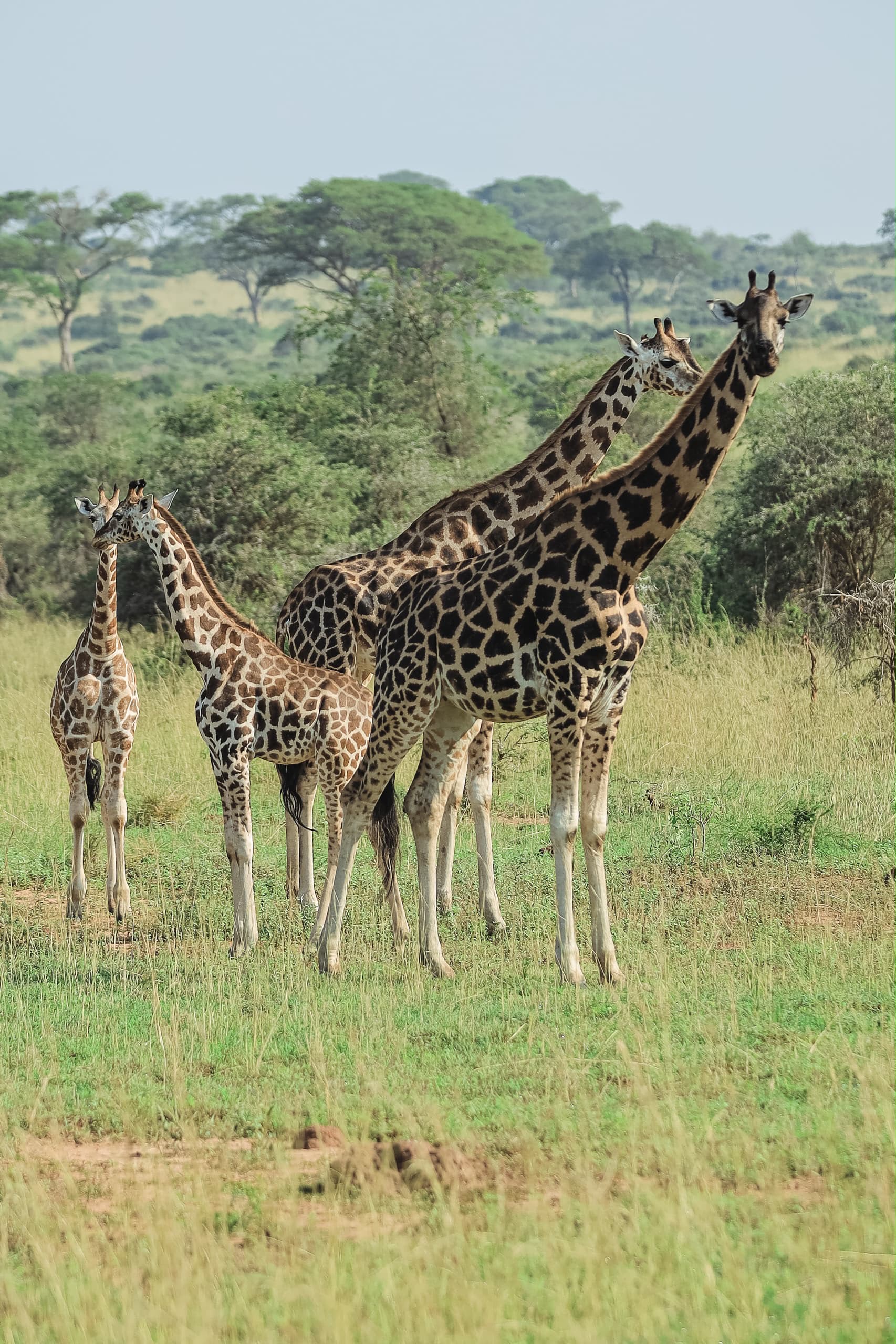Giraffe