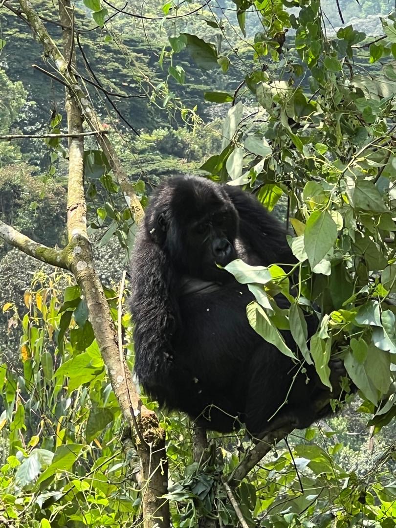 3 Day Gorilla Trekking Safari Uganda