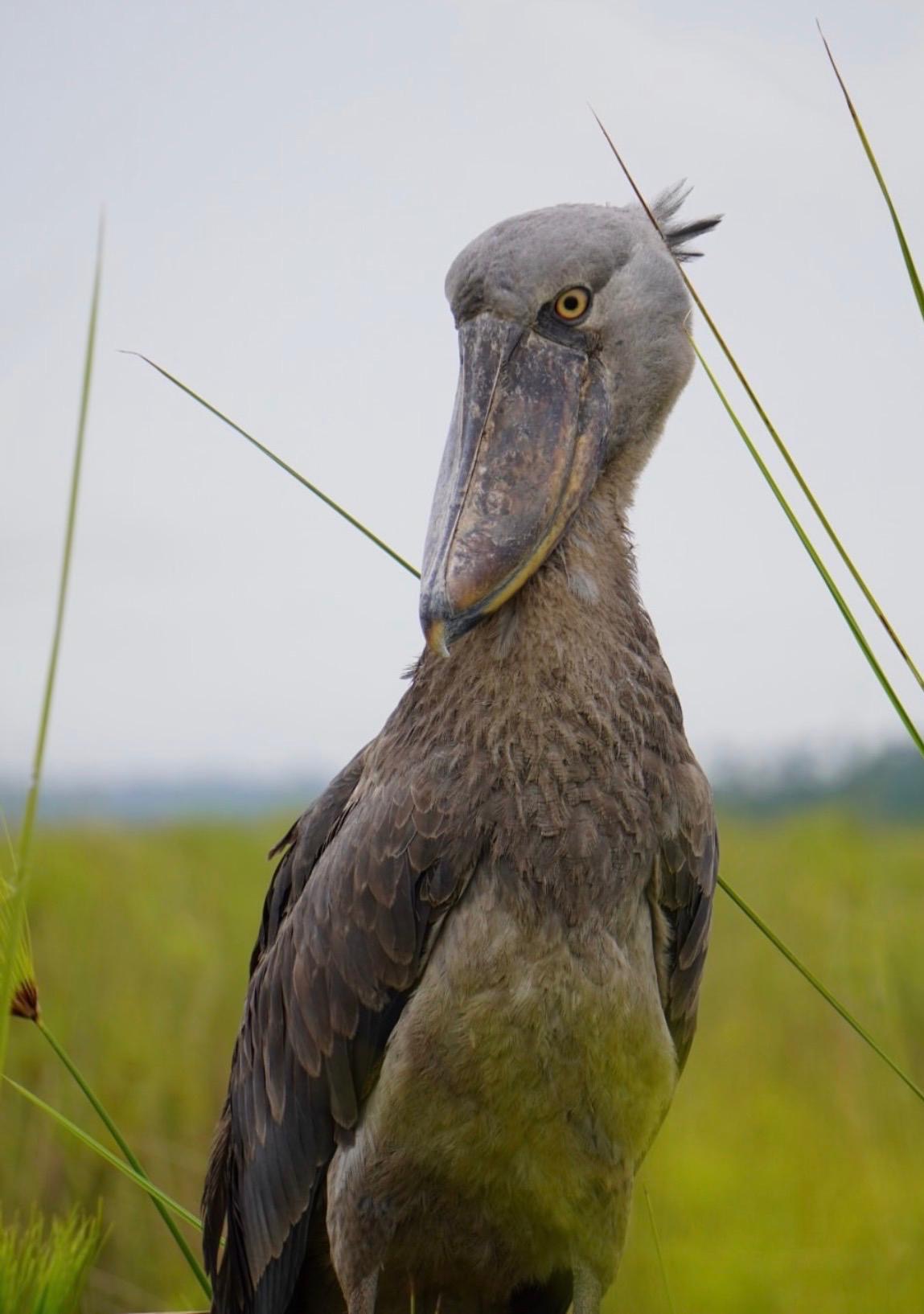 4 Day Murchison Falls Safari Uganda