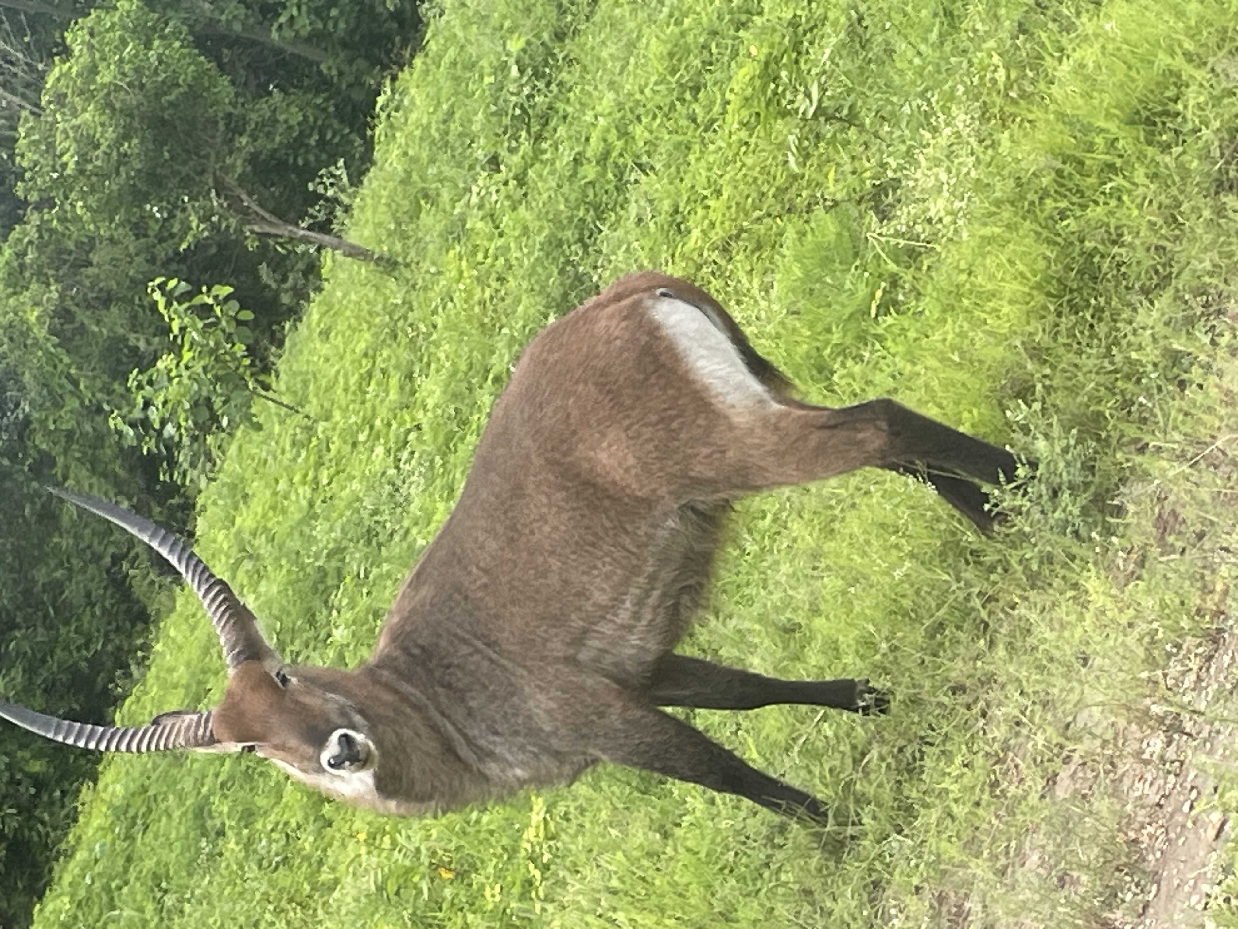 Safari