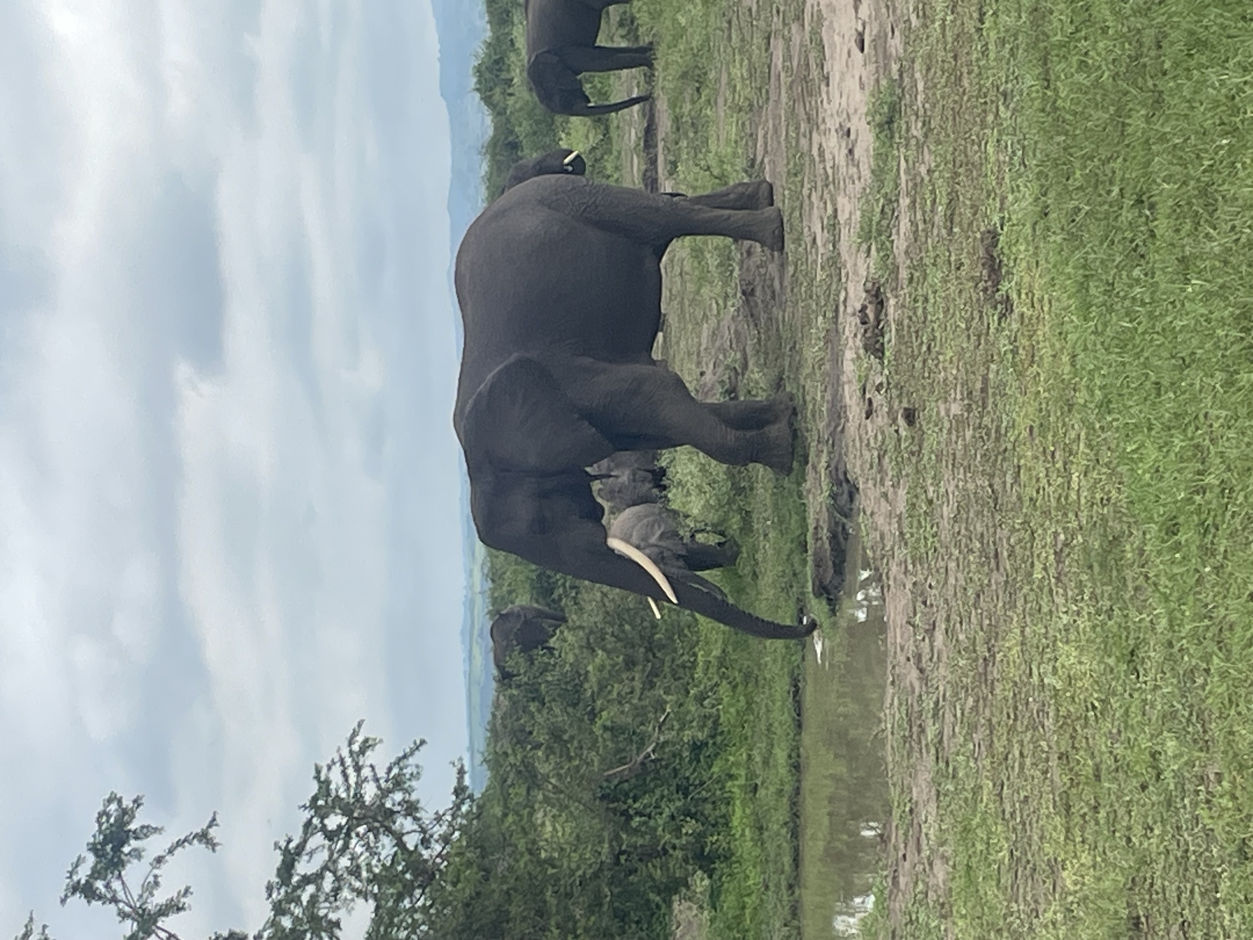 Safari