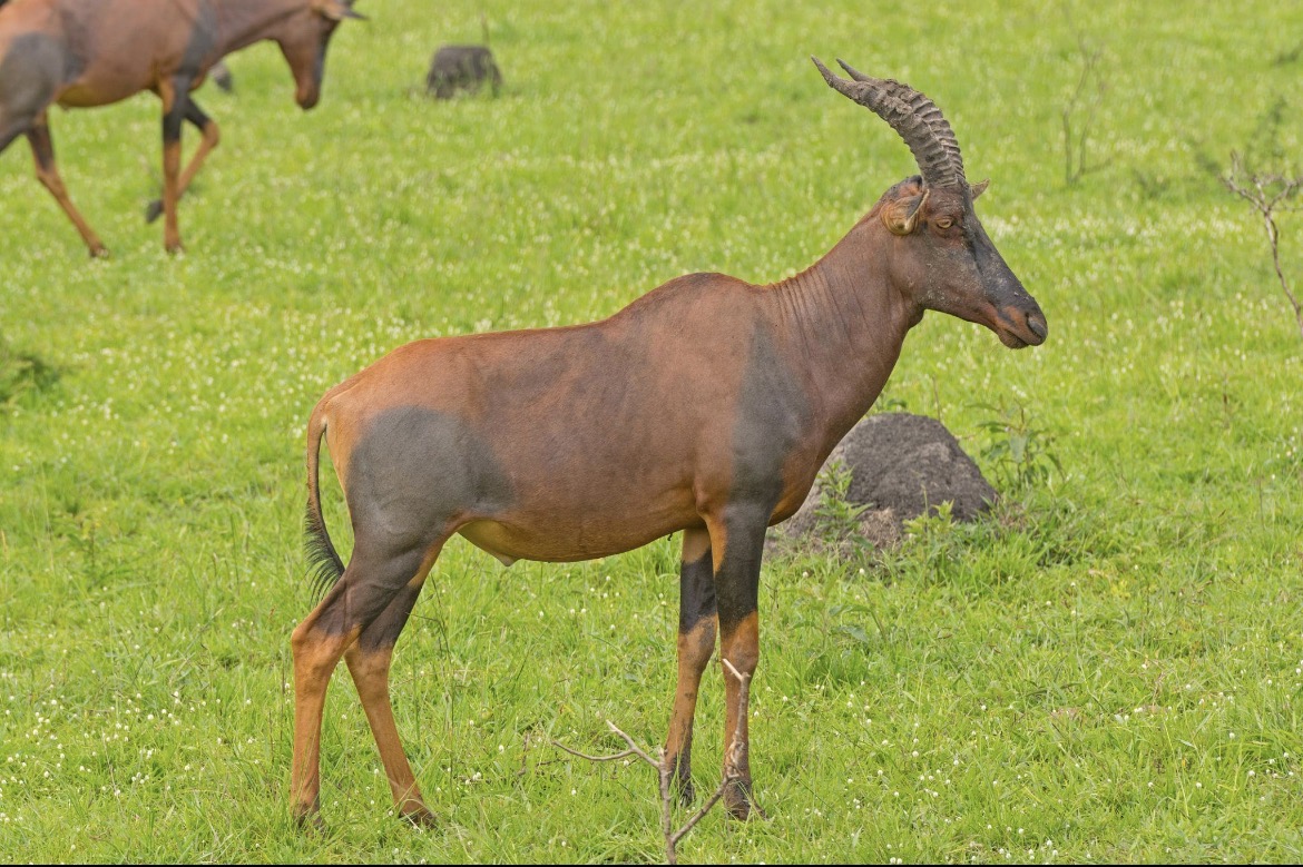 Safari