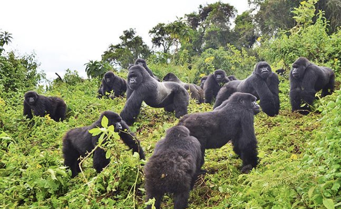 Bwindi
