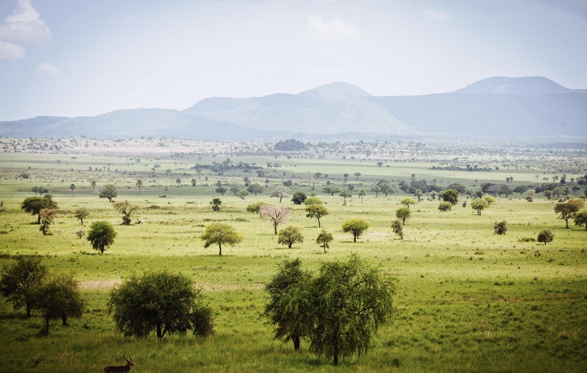 Serengeti