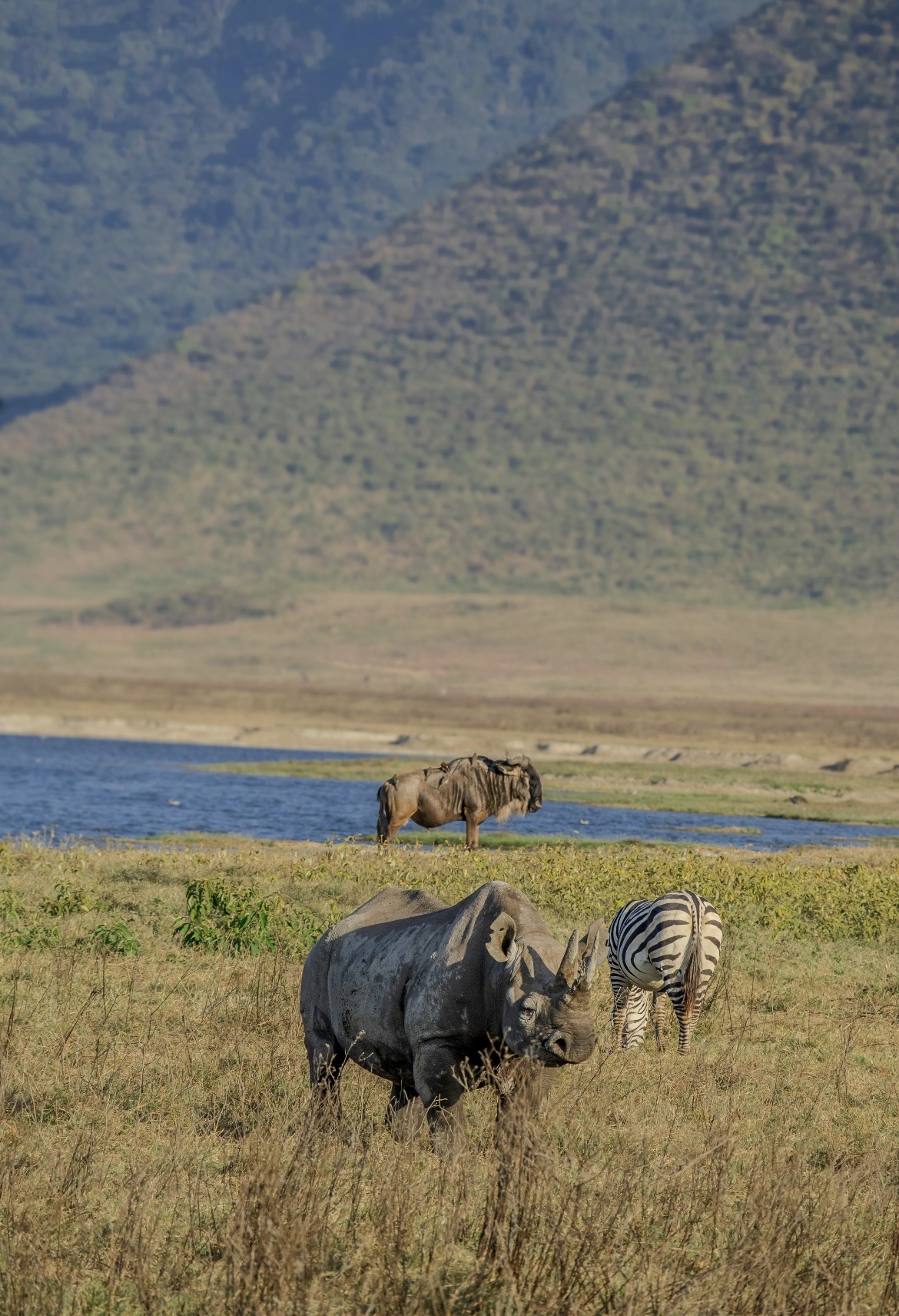 Ngorongoro