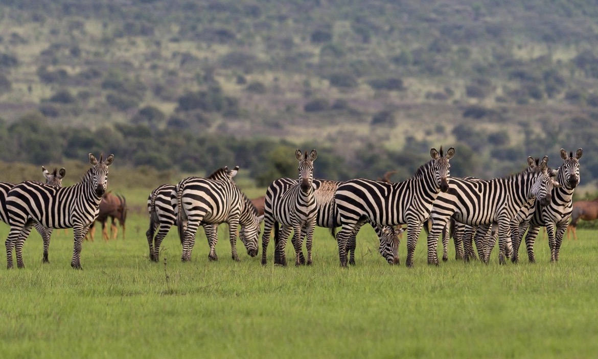 Safari