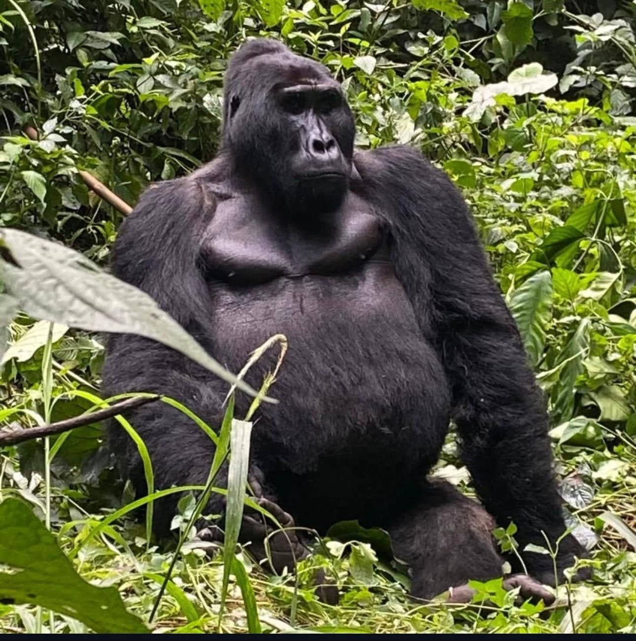 Gorilla Trekking