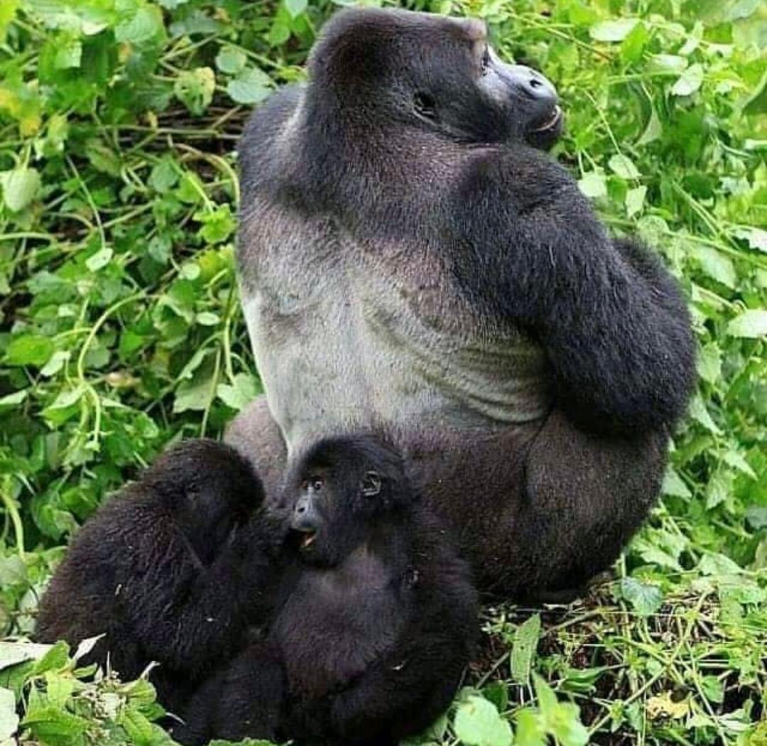 7 Day Uganda Highlights Safari