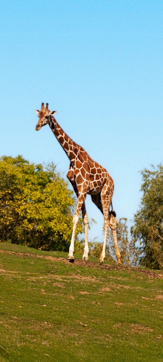 Serengeti
