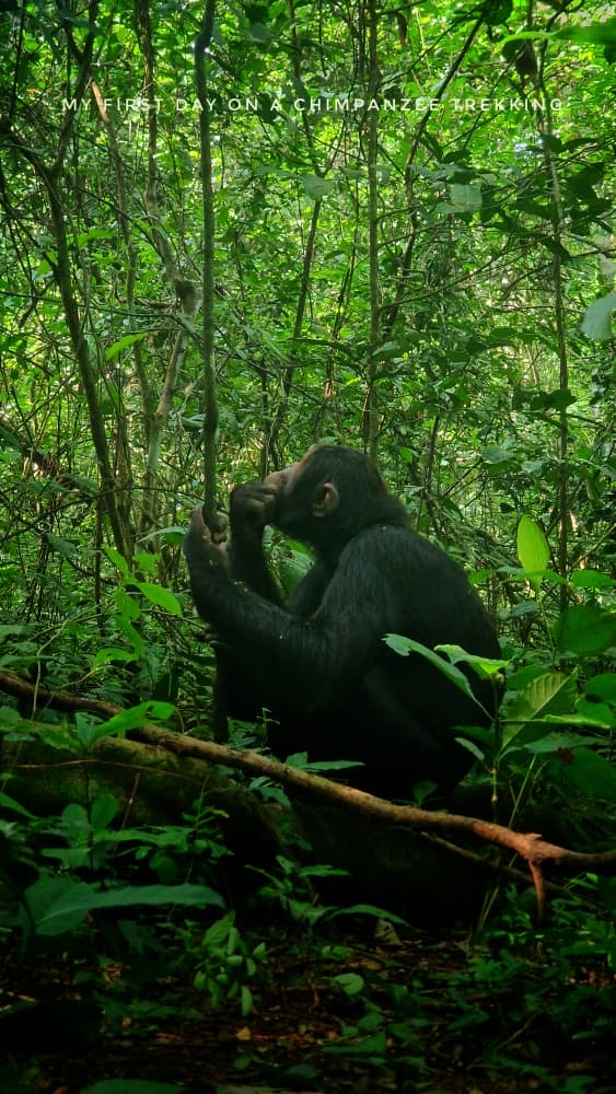 8 Day Rwenzori Hiking and Safari Uganda
