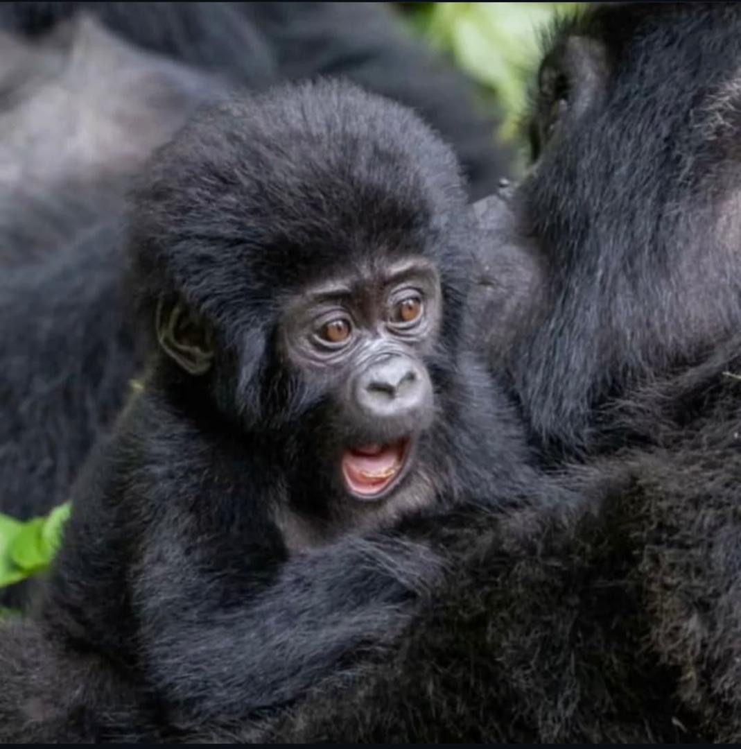 Mountain Gorilla