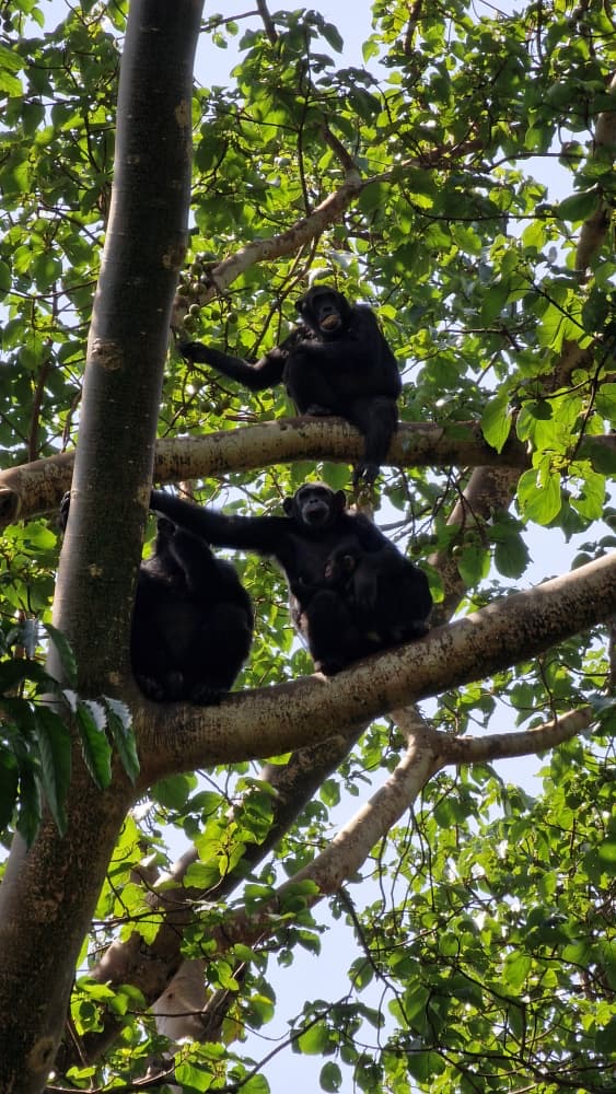 10 Day Uganda Rwanda Gorilla Safari