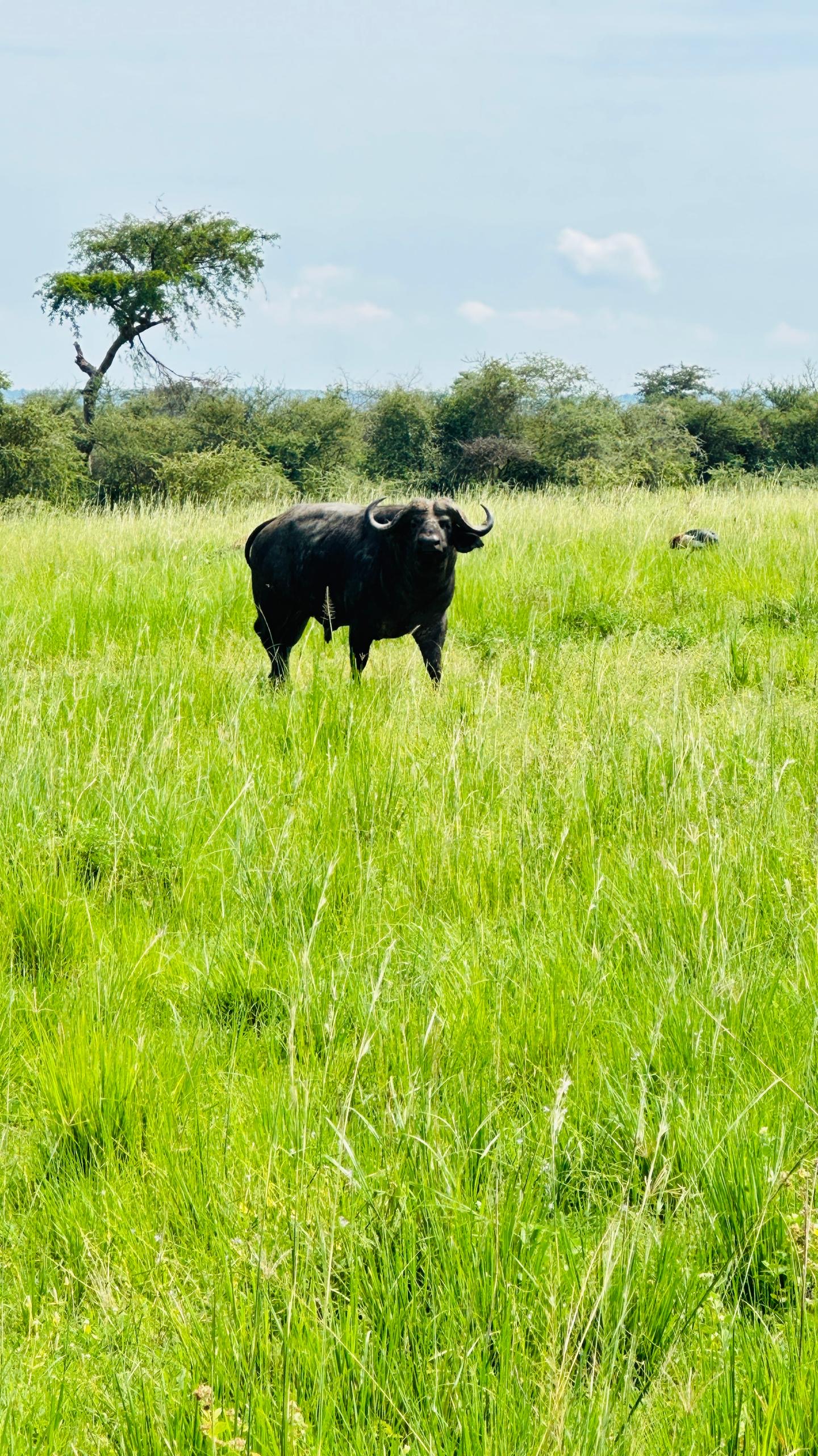 Maasai Mara