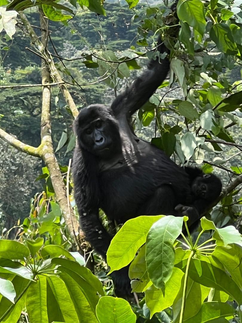 20 Day Ultimate East Africa Safari