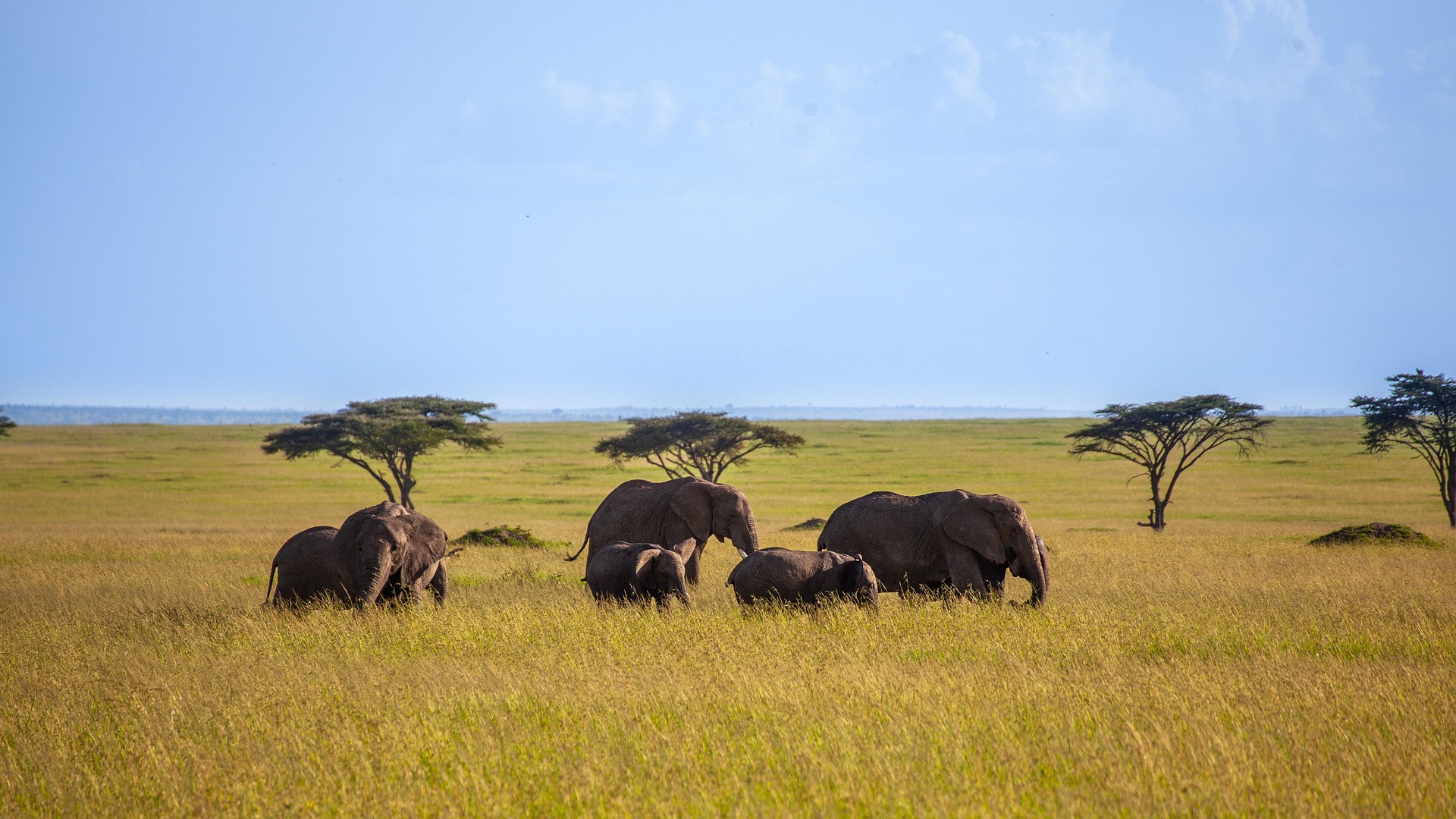elephants in Uganda