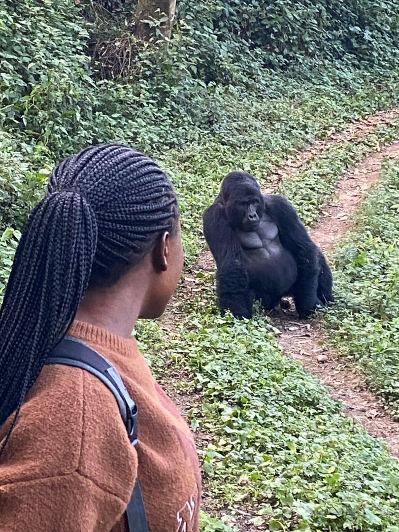 Gorilla Safari