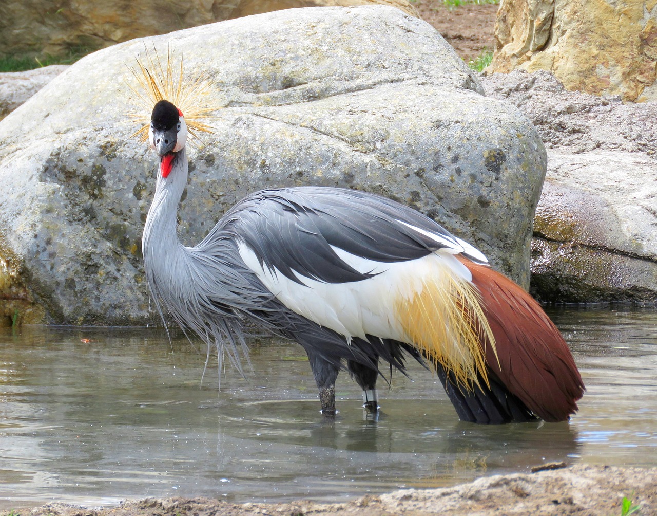 Uganda national bird