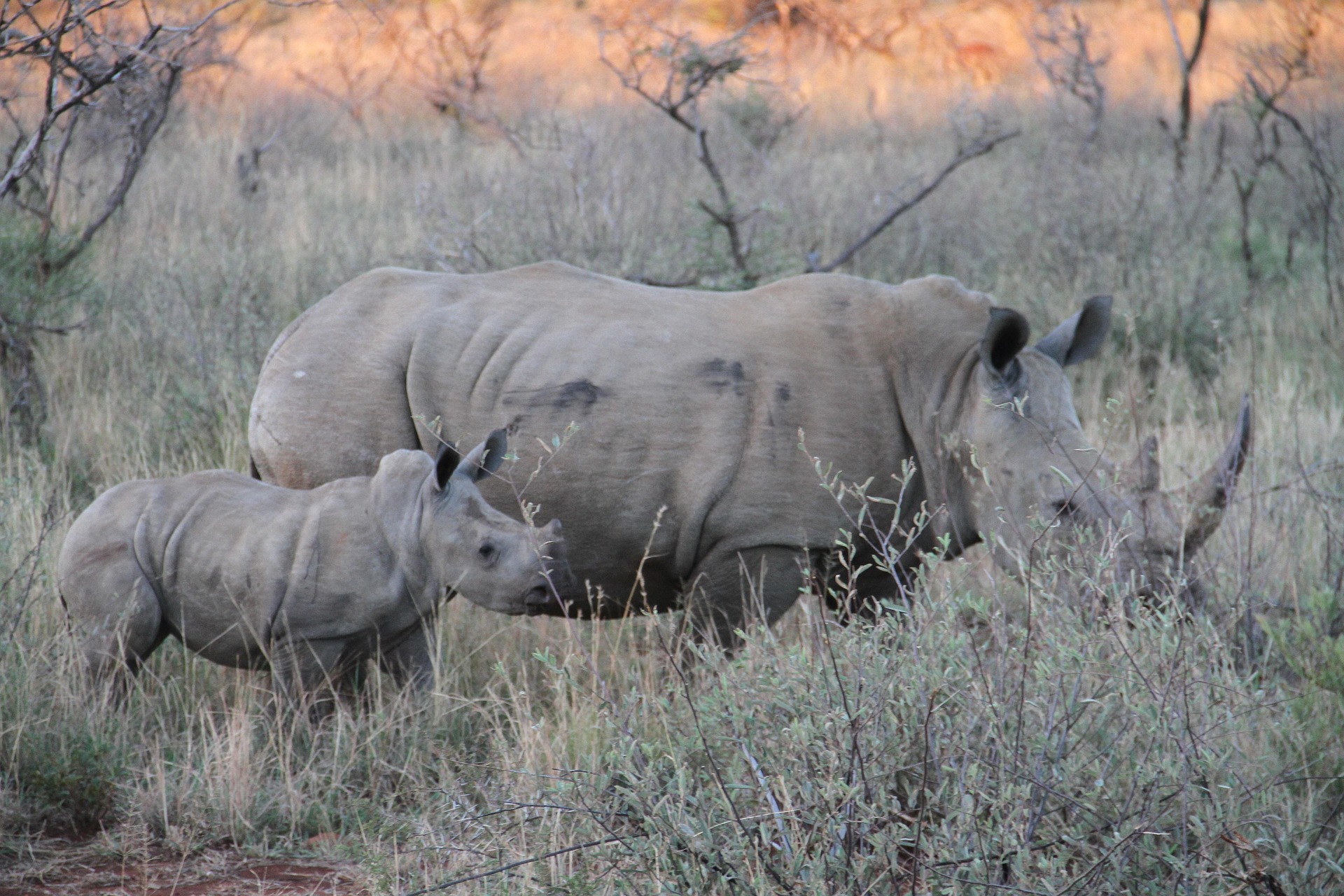 Rhinos in Uganda